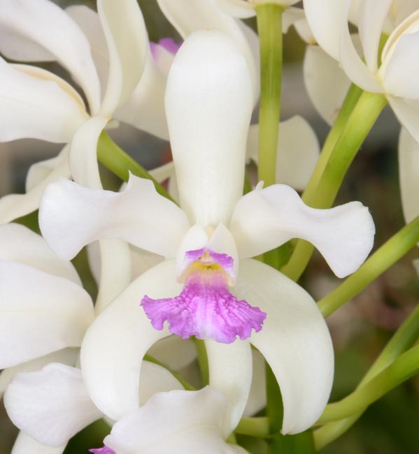 Sunset Valley Orchids - Superior Hybrids for Orchid Enthusiasts